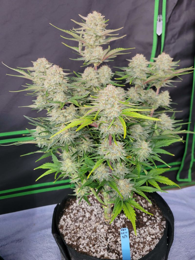 Apricot Auto, Фасовка: 3, изображение 2